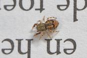 eikenspringspin (ballus chalybaeius=b. depressus) 4-2012 6622